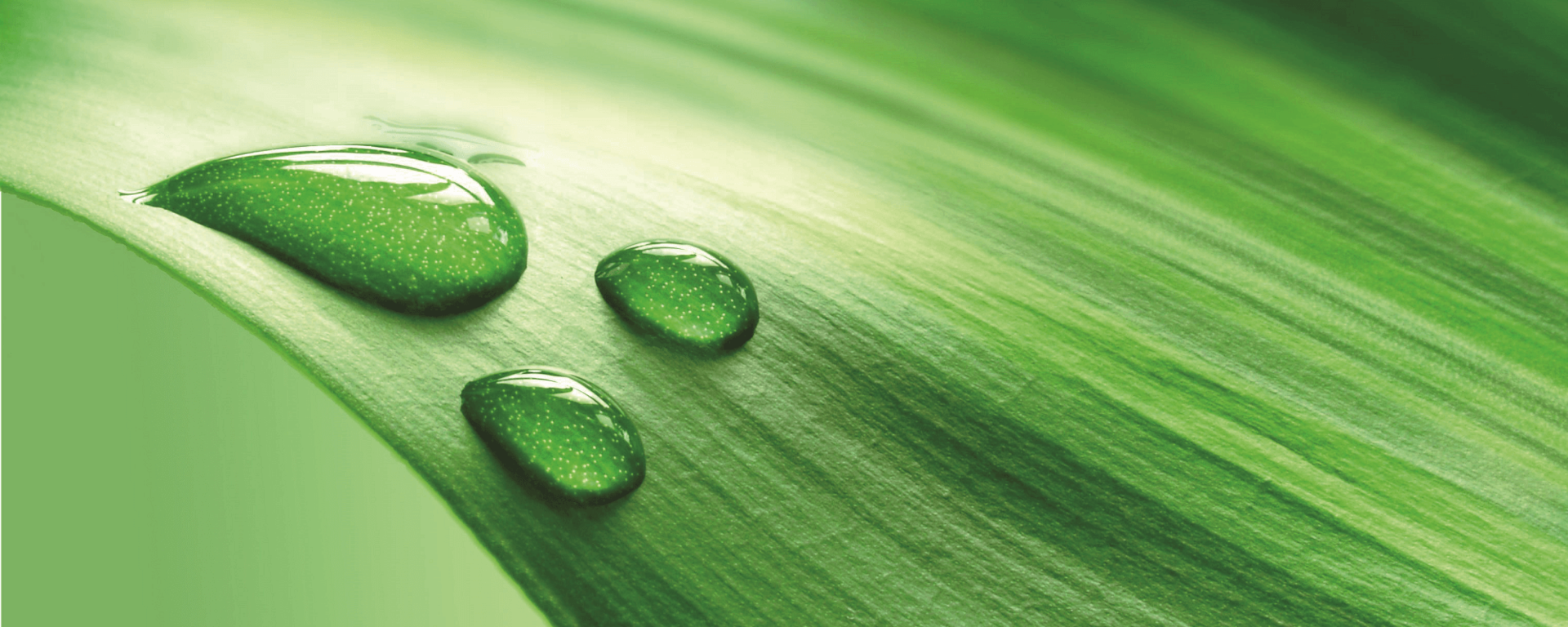 Blatt mit Wassertropfen