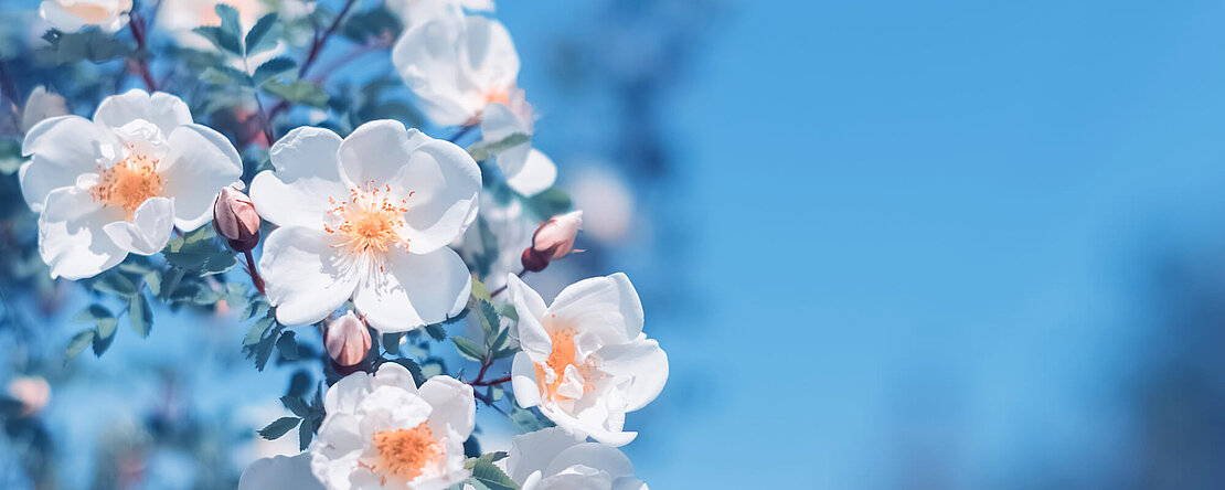 Weisse Blume mit blauem Himmel